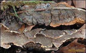 Attēlu rezultāti vaicājumam “Hymenochaete tabacina”