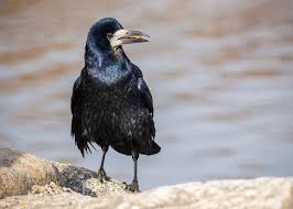 Attēlu rezultāti vaicājumam “Corvus frugilegus”