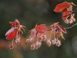 Attēlu rezultāti vaicājumam “Fagus sylvatica fo. purpurea male flower”