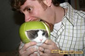 Image result for limecat