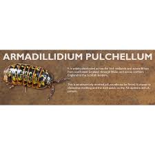 Attēlu rezultāti vaicājumam “Armadillidium pulchellum”