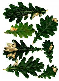 Attēlu rezultāti vaicājumam “Tischeria ekebladella”