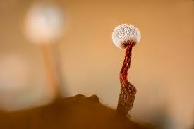 Attēlu rezultāti vaicājumam “Craterium leucocephalum var. scyphoides spores”