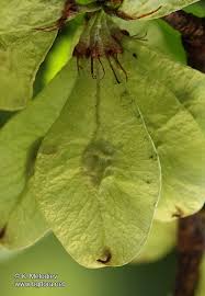 Attēlu rezultāti vaicājumam “Ulmus glabra fruit”