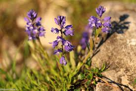 Attēlu rezultāti vaicājumam “Polygala amarella”