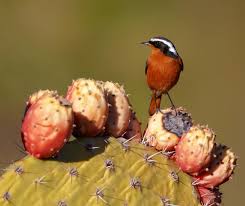 Image result for Phoenicurus moussieri