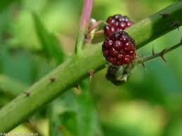 Attēlu rezultāti vaicājumam “Rubus nessensis”