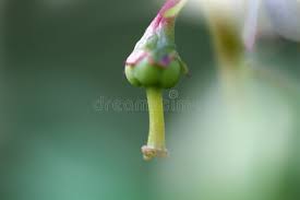 Attēlu rezultāti vaicājumam “Andromeda polifolia fruit”