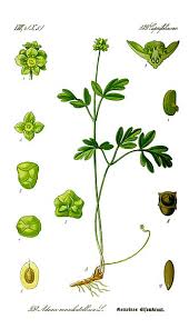 Attēlu rezultāti vaicājumam “Adoxaceae”