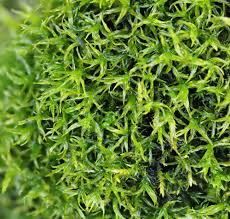 Attēlu rezultāti vaicājumam “Acrocarpous mosses”