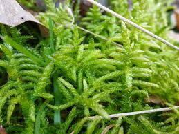 Attēlu rezultāti vaicājumam “Pseudoscleropodium purum”