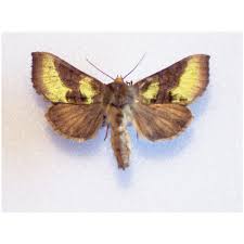 Attēlu rezultāti vaicājumam “Melanchra persicariae imago”