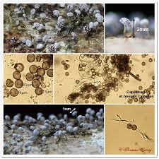 Attēlu rezultāti vaicājumam “Physarum contextum spores”