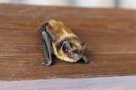 Attēlu rezultāti vaicājumam “Vespertilio murinus”