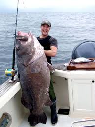 Image result for Polyprion americanus