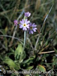 Attēlu rezultāti vaicājumam “Primula farinosa fruit”