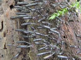 Attēlu rezultāti vaicājumam “Stemonitopsis typhina young”