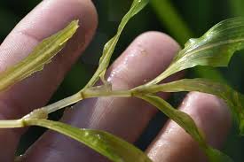 Attēlu rezultāti vaicājumam “Potamogeton praelongus leaf”