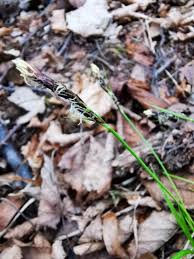 Attēlu rezultāti vaicājumam “Carex montana”