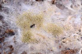 Attēlu rezultāti vaicājumam “Lentaria sp.”