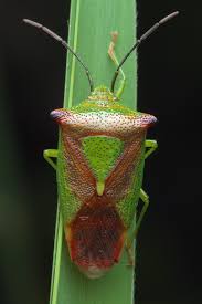 Attēlu rezultāti vaicājumam “Acanthosoma haemorrhoidale”