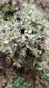 Attēlu rezultāti vaicājumam “Ramalina fastigiata”