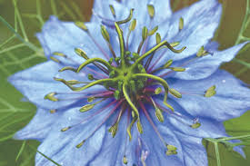 Image result for Nigella damascena