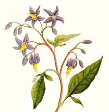 Attēlu rezultāti vaicājumam “Solanum dulcamara flower”