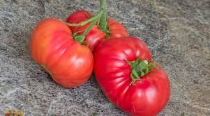 Afbeeldingsresultaat voor caro rich tomato