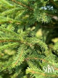 Attēlu rezultāti vaicājumam “Picea abies leaf”