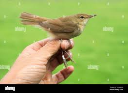 Attēlu rezultāti vaicājumam “Acrocephalus dumetorum”