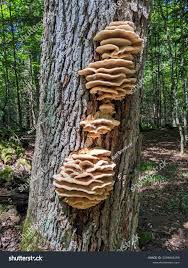 Attēlu rezultāti vaicājumam “Climacodon septentrionalis”