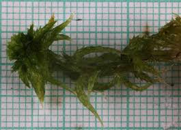 Attēlu rezultāti vaicājumam “Sphagnum austinii sporophyte”