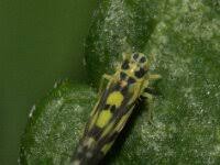 Attēlu rezultāti vaicājumam “Eupteryx vittata”