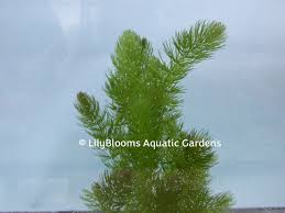 Attēlu rezultāti vaicājumam “Ceratophyllum demersum”