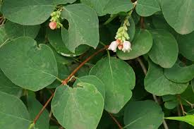 Attēlu rezultāti vaicājumam “Symphoricarpos albus flower”