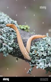 Attēlu rezultāti vaicājumam “Macrotyphula fistulosa”