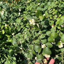 Attēlu rezultāti vaicājumam “Symphoricarpos albus”