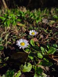 Attēlu rezultāti vaicājumam “Bellis perennis bud”