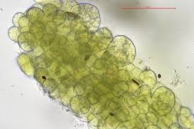 Attēlu rezultāti vaicājumam “Metzgeria violacea”