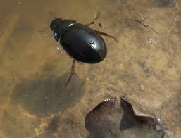 Attēlu rezultāti vaicājumam “Hydrochara caraboides”