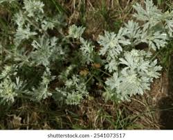 Attēlu rezultāti vaicājumam “Potentilla argentea leaf”