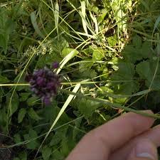 Attēlu rezultāti vaicājumam “Allium scorodoprasum fruit”