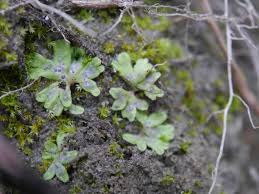 Attēlu rezultāti vaicājumam “Riccia glauca”