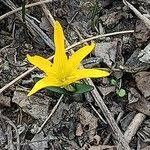 Attēlu rezultāti vaicājumam “Colchicum luteum”