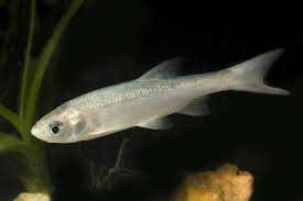 Attēlu rezultāti vaicājumam “Leuciscus idus”