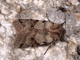 Attēlu rezultāti vaicājumam “Agrochola litura”