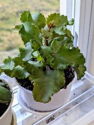 Image result for Kalanchoe blossfeldiana