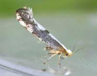 Attēlu rezultāti vaicājumam “Argyresthia spinosella”