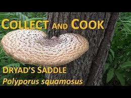 Attēlu rezultāti vaicājumam “Polyporus squamosus”